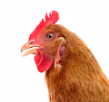 Chicken or Egg?