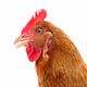 Chicken or Egg?