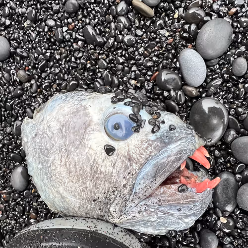 Mr. fisk