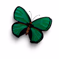 - butterfly farm -
