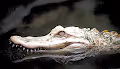 Amazing creatures of the ocean