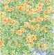 The Flower Garden Of The Wind