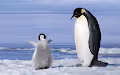 THe lovely penguins