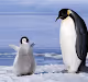 THe lovely penguins