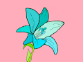 Lily 1