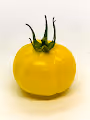 Modified Tomato