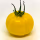 Modified Tomato