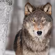cWcM - Clever WOLF Club Members