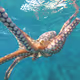 Underwater animal