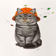 Luffy is a cat
