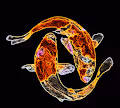 Koi Fish NFT