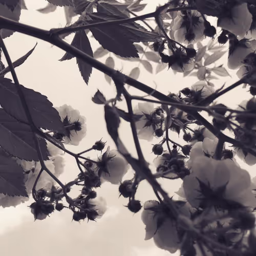 collaboration_GOMSASHIO