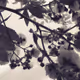 collaboration_GOMSASHIO