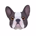 Dog faces#1