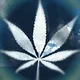 CannaSky Collection