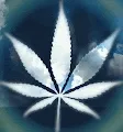 CannaSky Collection