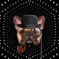 Funny Bull Dog