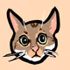 my cat