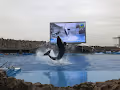 Orcinus orca JP