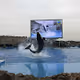 Orcinus orca JP