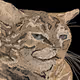 Memes Vamp