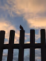 Birds & Skies
