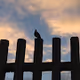 Birds & Skies