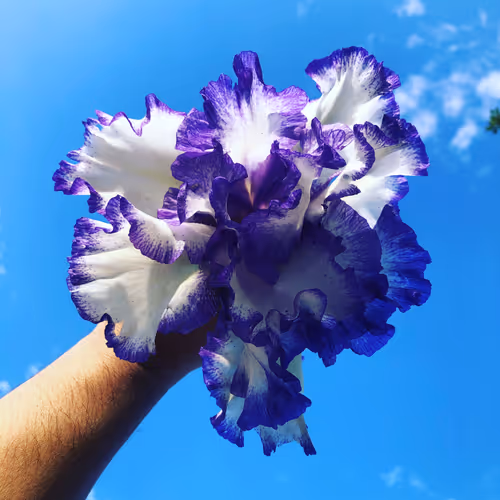 The Ascendant's Random NFT Collection