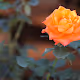 Amazing Flowers Collection