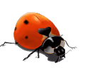ladybug#001