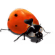 ladybug#001