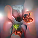 Anatomie