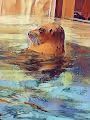 Aquarium doctor_head
