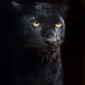 daddy panther