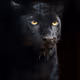 daddy panther