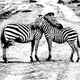 Zebra Crossing