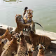 tigerscomeon