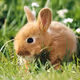 Rabbit kid