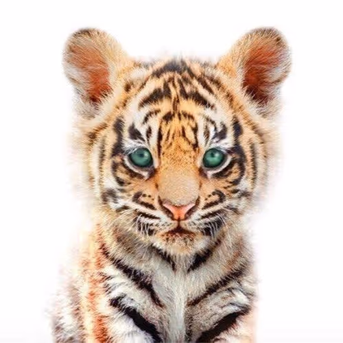 tiger