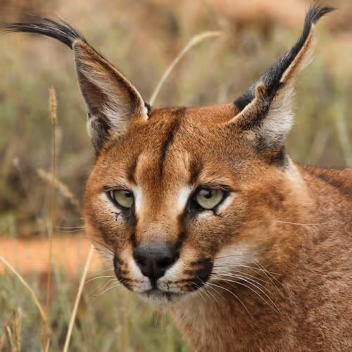Animals by Fedor
