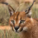 Animals by Fedor
