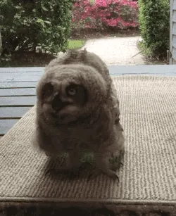 maromaro.lens-Collect-6