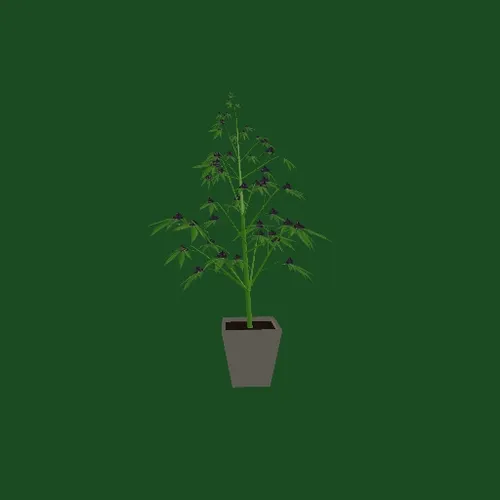 Cannabis Plant by MetaZone