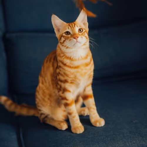 anndsimon1.lens-Collect-437