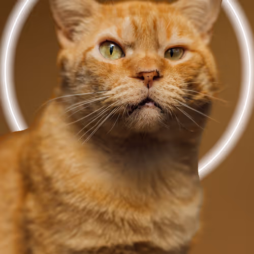 goodkrak.lens-Collect-171