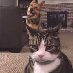 cute cat