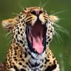 Tigra