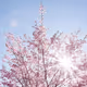 0x838.lens-Collect-513