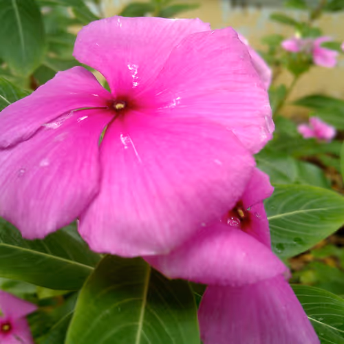 ngtuyen50.lens-Collect-362