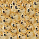 doges